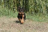 AIREDALE TERRIER 077